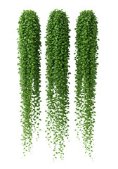 ultra-realistic flat lay photograph of lush emerald green hanging vine strands with densely populated teardrop leaves, isolated on a transparent background for copy space. concept of pure botanical