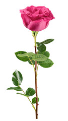 pink Rose isolated, full depth of field