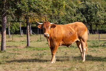 cow in the field