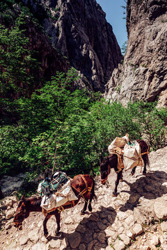 View of rugged stone path winding through a dramatic canyon, as pack mules laden with supplies navigate the rocky terrain in Starigrad, Zadar County, Croatia.