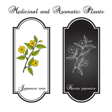 Japanese kerria or Japanese rose (Kerria japonica), ornamental and medicinal plant. Hand drawn botanical vector illustration