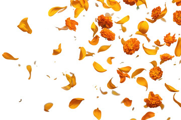Naklejka premium Marigold flowers and petals falling down in a vibrant orange and yellow cascade on a transparent background