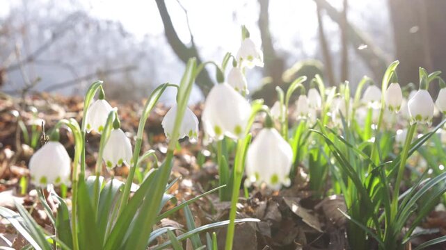 Spring flowers in the shining sunlight, Leucojum vernum, called spring snowflake