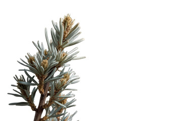 Blue spruce branch with new growth on transparent background, symbolizing nature, evergreen beauty, and winter freshness