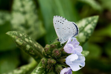 紫色のプルモナリアの花にとまるルリシジミ
