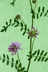 緑背景のピンクのタマザキクサフジ