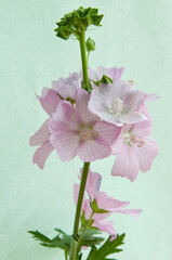 夏の庭に咲く満開のピンクのジャコウアオイ