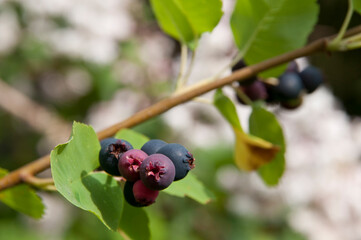 夏の庭の実を付けたジューンベリー

