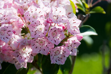 初夏の庭に咲く五角形の花　カルミア
