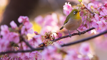 Fototapeta premium Japanese white-eye perched on cherry blossom branch