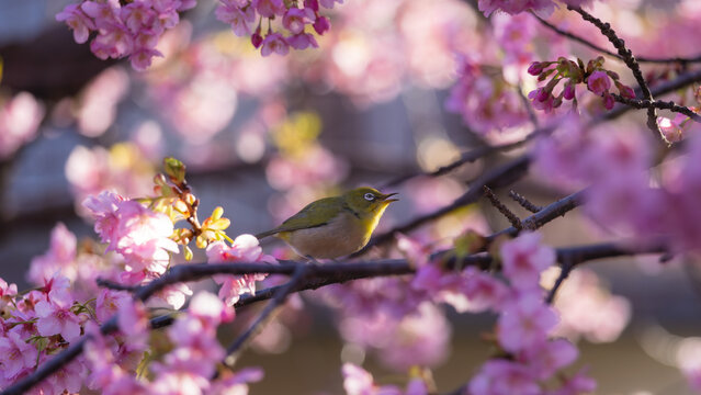 Japanese white-eye bird among pink cherry blossoms