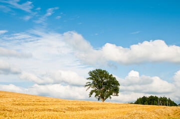 刈り取りが終わったムギ畑に立つ大きな木
