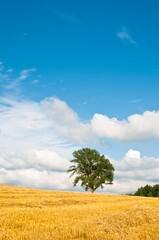 刈り取りが終わったムギ畑に立つ大きな木

