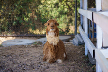 Fototapeta premium Fluffy brown cinnamon alpaca sitting on the ground in ranch and farm environment