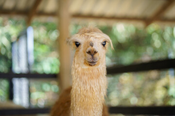 Fototapeta premium Portrait of a cute cream colored alpaca looking sideways in farm fence and blurred nature background