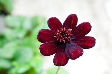 夏の庭に咲く満開のチョコレートコスモス