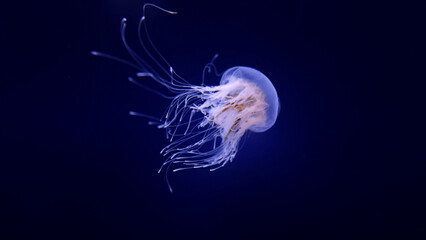 Beautiful jellyfish floating in the aquarium on the black background © Lukas Gojda