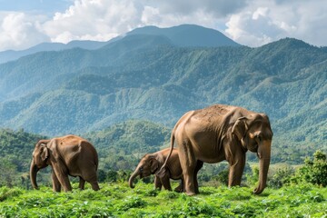 Fototapeta premium Elephant mother and baby wildlife nature vegetation.