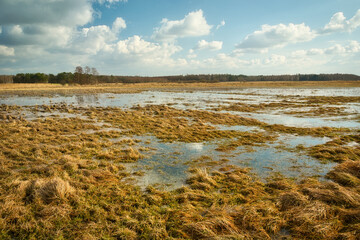 Water in wet meadow on a spring day, Czulczyce, Poland