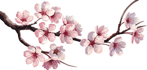 cherry blossom branch vector illustration, sakura flowers blooming on tree branch, elegant pink spring floral design element © MdAjibar
