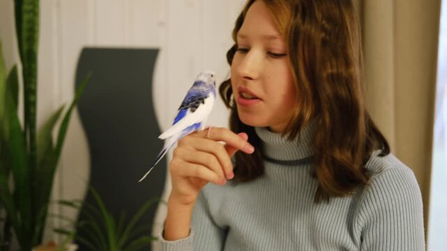 Budgerigar playing with teenage girl. Budgie. Funny blue purple parakeet sitting on owner head. Cute violet tamed bird having fun with teen. Friendship, relationship with Pets. Cute domestic animals