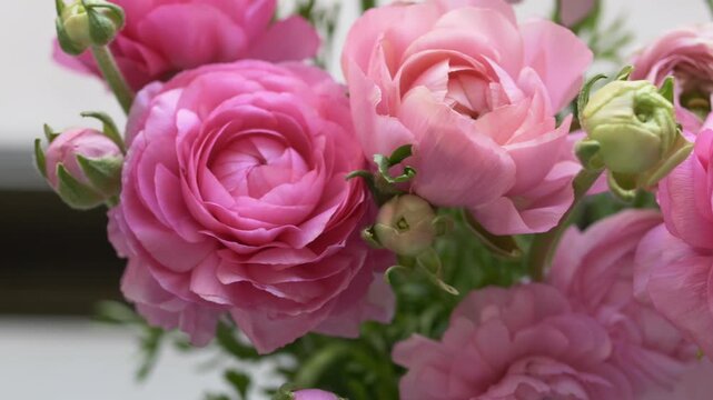 Close view of soft pink ranunculus flowers. Natural texture of petals creates calm background with fresh spring mood. Macro shot of blooming pink flower. Gentle beauty and natural floral pattern. 