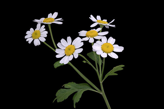 Mutterkraut (tanacetum parthenium), Bl&uuml;te, Deutschland