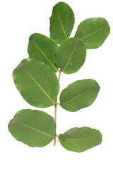 leaves of carob tree isolated on white background