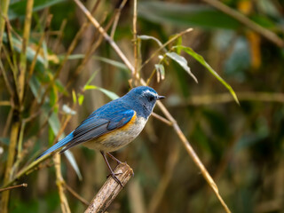 Obraz premium 森の中で枯れ木に留まって周りを見渡しているルリビタキの雄