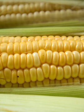 Corn kernels; maize. One corn kernel consists of the endosperm, embryo, pericarp, and cap.