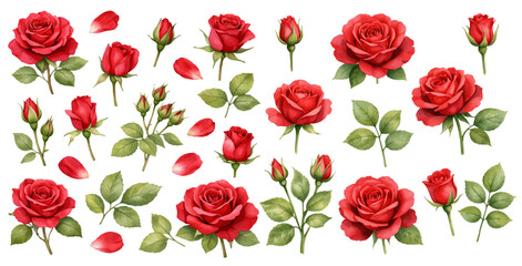 A charming watercolor collection of red roses featuring blooming flowers, buds, petals, and green leaves illustrated in a classic botanical style. © liana