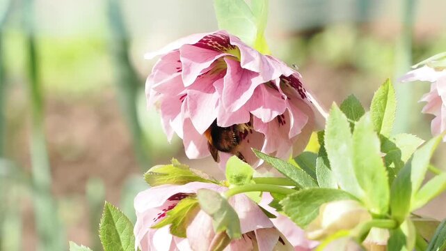 Close-up of a spring bumble bee pollinating a pink hellebore flower