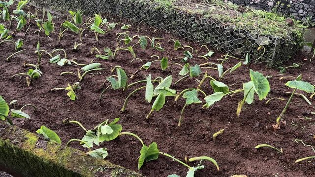 Young taro plants growing in soil garden S&atilde;o Miguel Azores