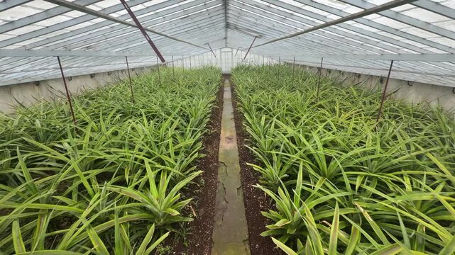 Rows of pineapple plants inside greenhouse S&atilde;o Miguel Azores Portugal