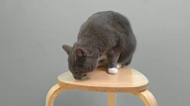 Cat on Gray Background. Gray White Feline Against Neutral Grey Plain Backdrop. Real Shot Cat Isolated is Sitting, Looking Up, Playing. Kitty Cat licks its muzzle. Kitten video. Goods for pets 4K