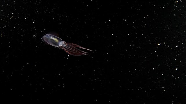 A juvenile Diamond Squid (Thysanoteuthis rhombus) swims, during a blackwater dive in Anilao, Philippines
