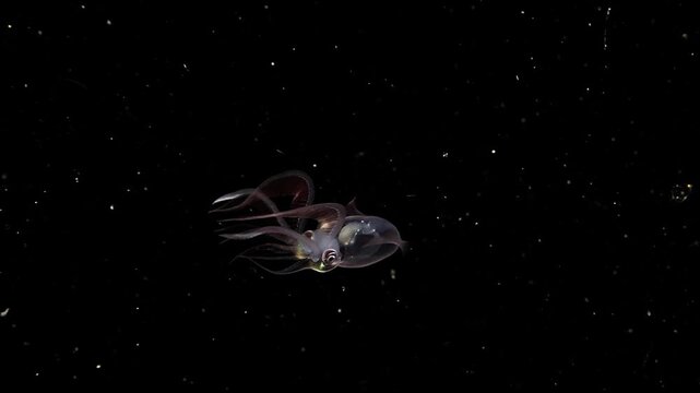 A juvenile Diamond Squid (Thysanoteuthis rhombus) swims sideways and turns, during a blackwater dive in Anilao, Philippines