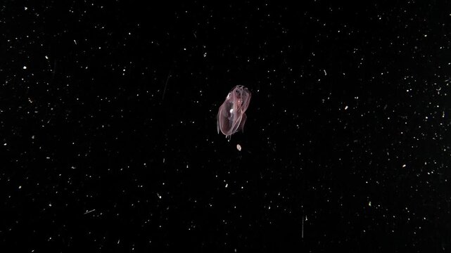 A juvenile Diamond Squid (Thysanoteuthis rhombus) swims away, turns and flashes color, during a blackwater dive in Anilao, Philippines
