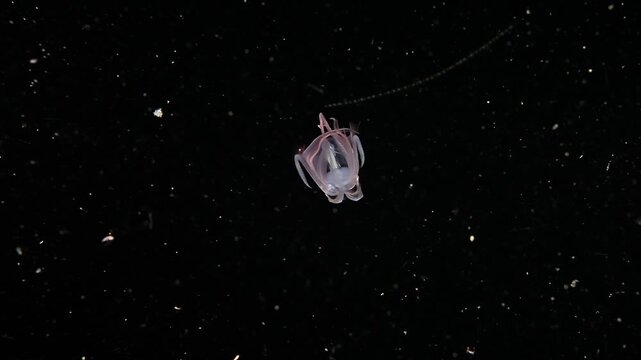 A juvenile Diamond Squid (Thysanoteuthis rhombus) swims away, turns and flashes color, during a blackwater dive in Anilao, Philippines