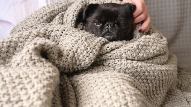 Brabantson or griffon dog lying on sofa wrapped in blanket . Concept of winter comfort, cold weather, anti-stress, emotional calm, pet care, cozy home atmosphere. relaxation, warmth, nurturing 