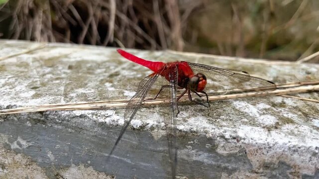 Macro photography of a small red dragonfly, Nannophya pygmaea, a member of the odonate family. The insect is perched on a rock surface with its transparent wings outstretched in its natural habitat.