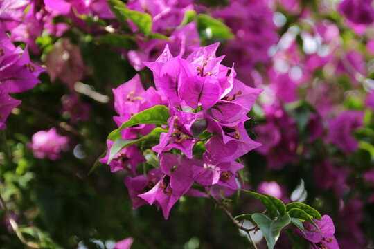 Lila Drillingsblume