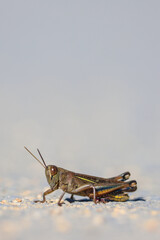 Fototapeta premium saltamontes, langosta, insecto, macro, naturaleza, fauna, silvestre, detalle, perfil, antenas, patas, saltar, camuflaje, tierra, suelo, exterior, luz, día, nitidez, desenfoque, minimalismo, vida