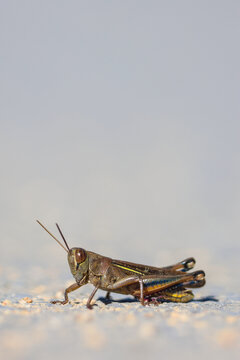 saltamontes, langosta, insecto, macro, naturaleza, fauna, silvestre, detalle, perfil, antenas, patas, saltar, camuflaje, tierra, suelo, exterior, luz, d&iacute;a, nitidez, desenfoque, minimalismo, vida