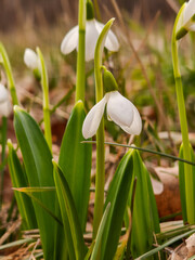 Obraz premium Close-up of first spring snowdrop flowers (Galanthus nivalis) blooming in the forest.