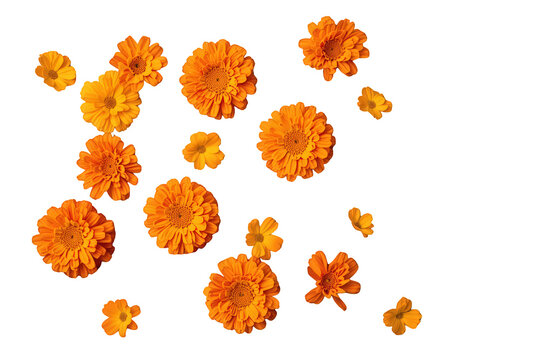 Orange marigold and calendula flowers falling, blossom petals scattered against a transparent background