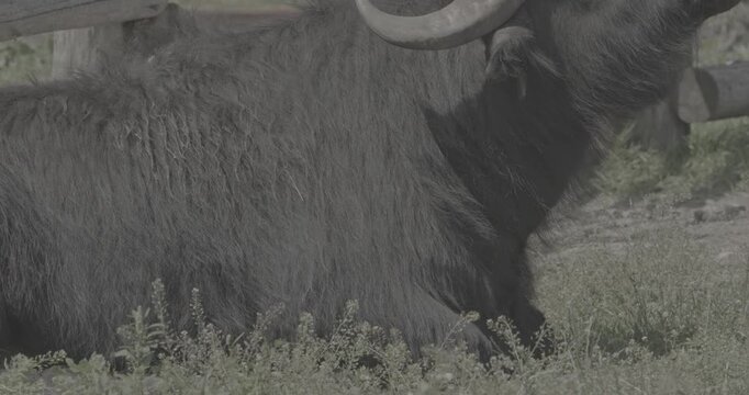 Majestic black buffalo with strong horns against wooden fence