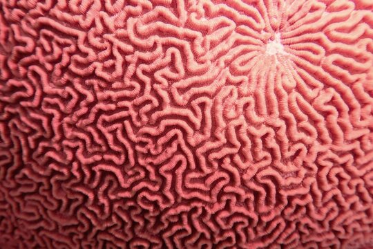 Abstract background in trendy coral color - Organic texture of the hard brain coral