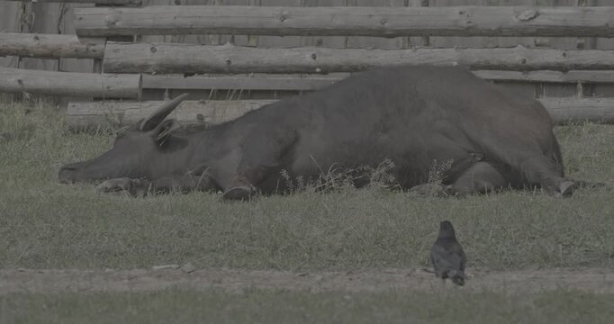 Resting black buffalo lying on grass in serene landscape