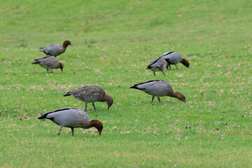 Fototapeta premium Australian wood ducks Chenonetta jubata feeding. Bendeela Recreation Area. Kangaroo Valley. New South Wales. Australia.